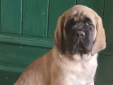Mastiff du Tarn Garonne