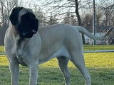 Mastiff du Tarn Garonne