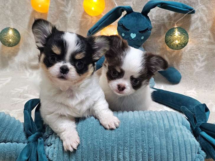 Des P'tits Bolero de Ravel