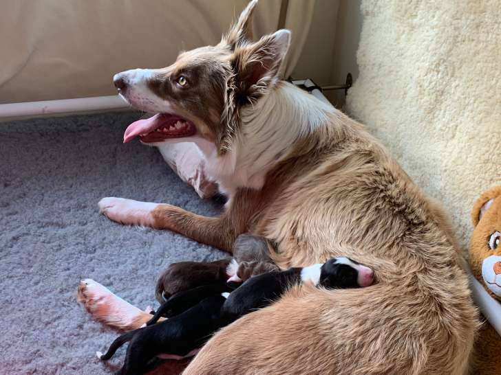 Shadows in the Meadows