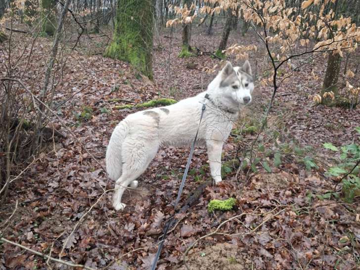 Besoin D'Un Coup D'Patte ?