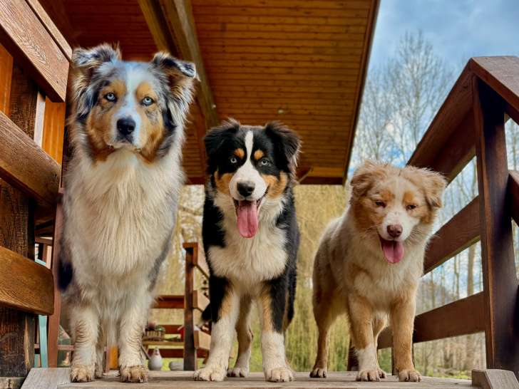 Elevage Berger Australien du Vercors