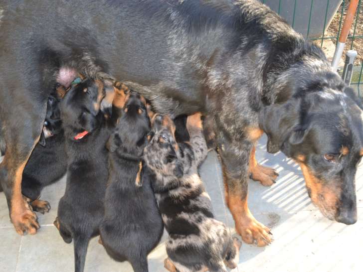 De la Garde de l'Empereur