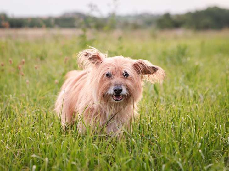 Cynoloisirs de la Bastide