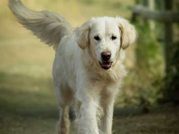 Rencontrer son chien