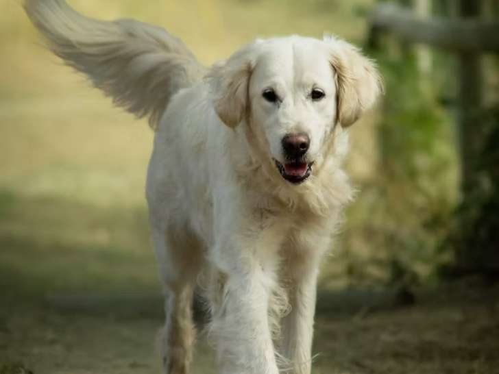 Rencontrer son chien