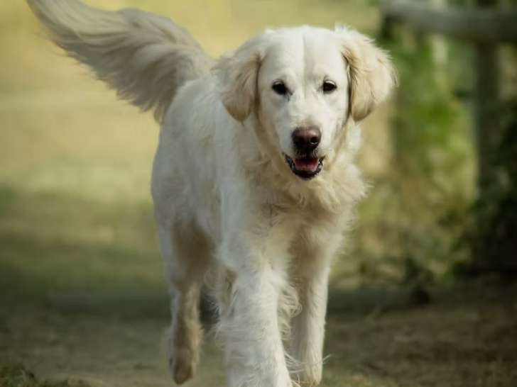 Rencontrer son chien