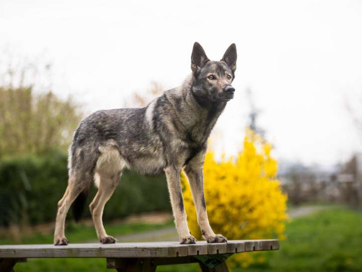 Spirit of Norman Howl