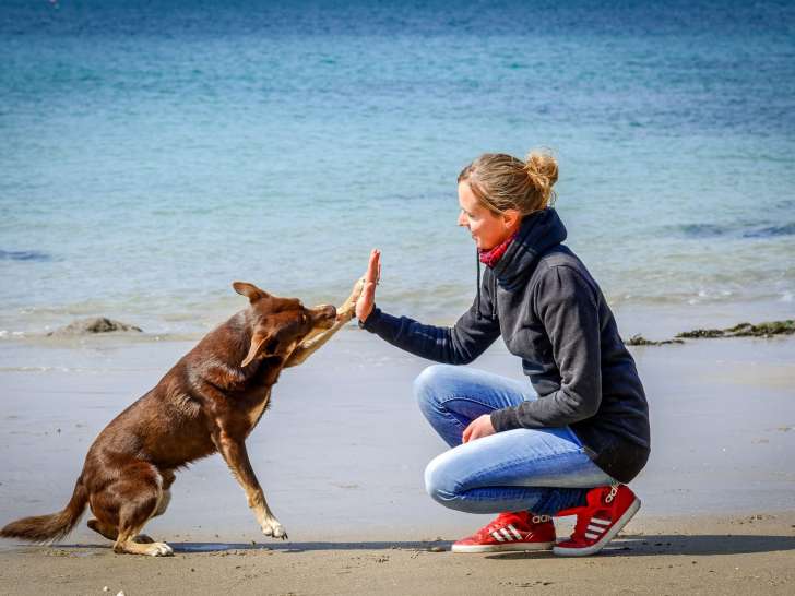 Éducateur Canin Manche