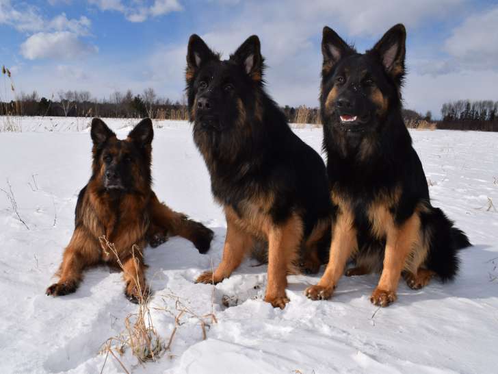 Zena et sa descendance Zack et Miraz