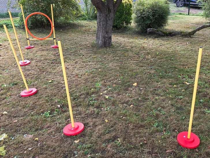 Sublime Univers Pour Toutou