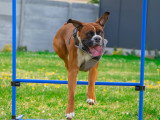 Saisons Canines