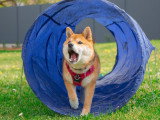 Saisons Canines