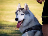 Saisons Canines