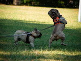 Saisons Canines