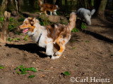 Saisons Canines