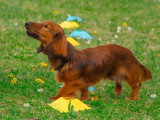 Saisons Canines