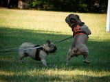 Saisons Canines