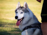 Saisons Canines