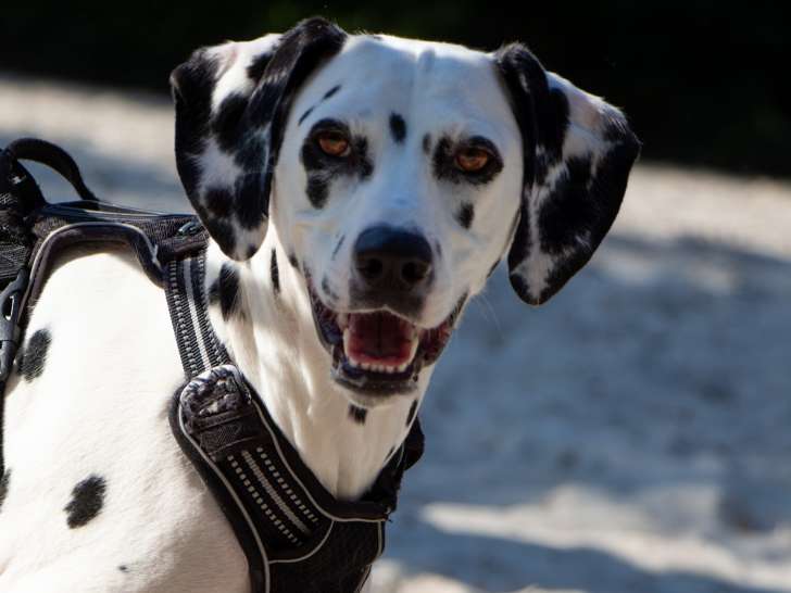 Saisons Canines