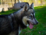 Saisons Canines