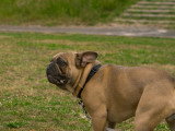 Saisons Canines