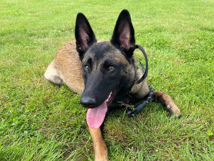 Dog's Community Normandie