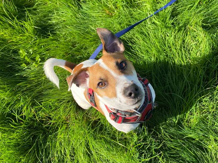 Dog's Community Normandie