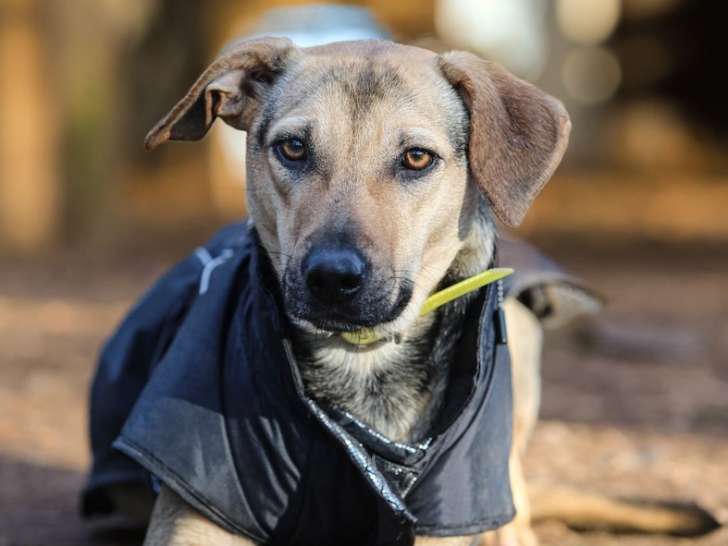 Zen Attitude Dog Activity