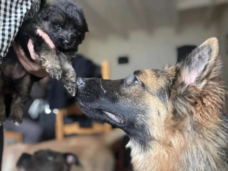 Of Guardians Of The Tribe