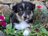 Rose Western Ranch