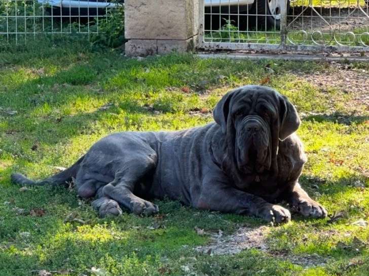 Centre Canin des Taravas