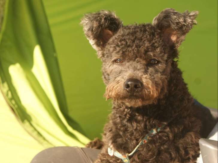 De La Sente Aux Edelweiss