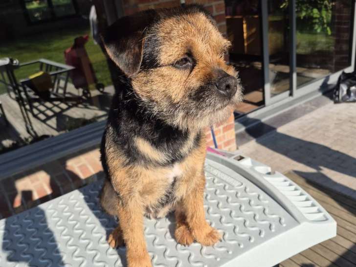 Épilation sur un Border Terrier