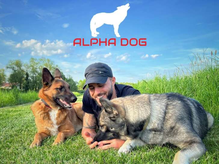 Alpha Dog 