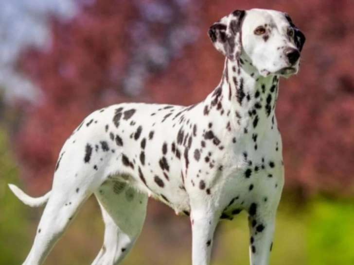 Un Poil d’Harmonie