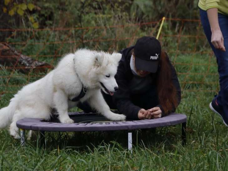 Mellys Coeur de Chien