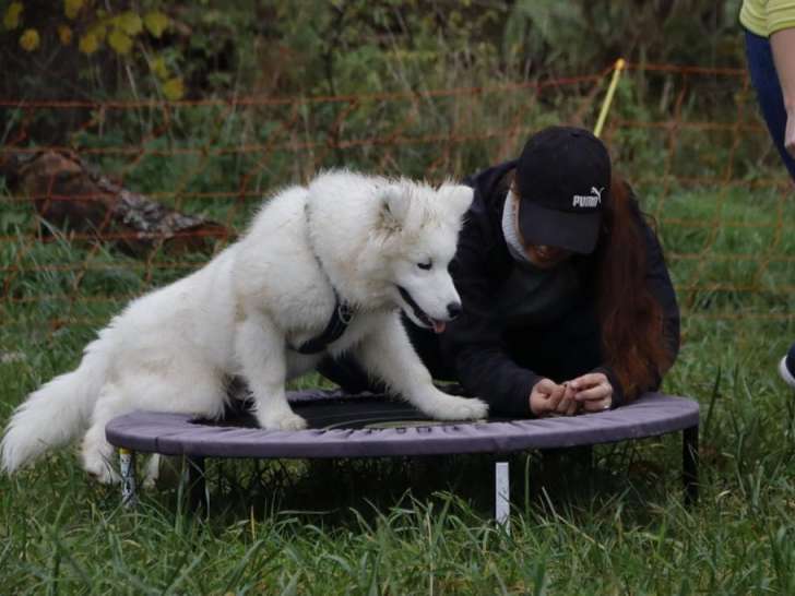 Mellys Coeur de Chien