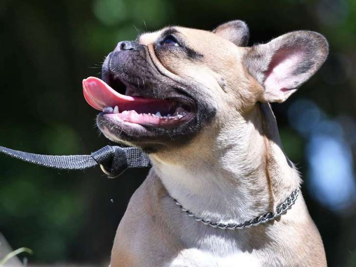 En Un Tour De Pattes