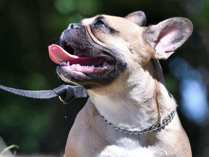 En Un Tour De Pattes