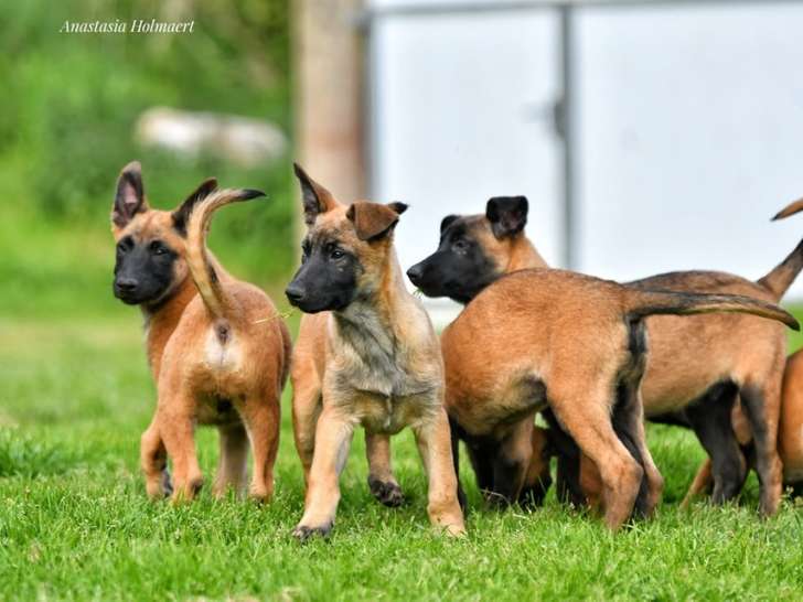 En Un Tour De Pattes