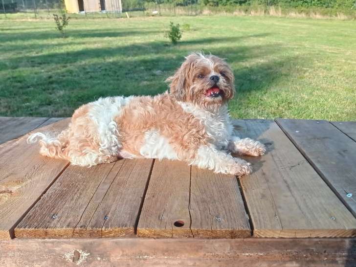 Hôtel Canin du Faouët