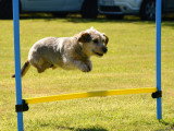 Dog Sport Educ