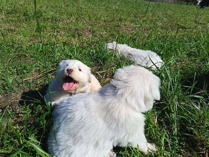 Les P'tits Loups Bio