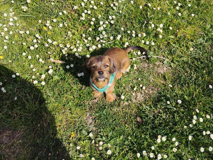 Lui c'est Buddy, mon nouveau compagnon ??????.