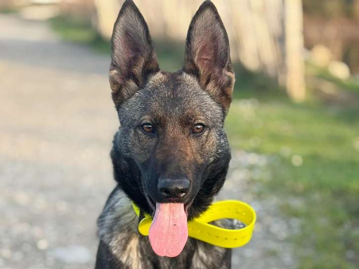 Shelby Canine