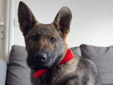 Shelby Canine
