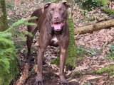 Shelby Canine