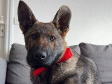 Shelby Canine