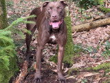 Shelby Canine